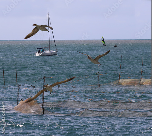 Resistance to the wind on the sea ... Birds, nets and yachts...