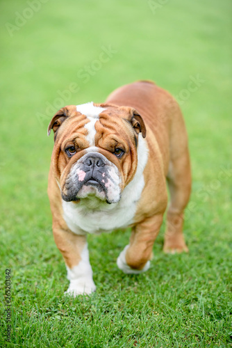 Beautiful English bulldog walking outdoor,selective focus