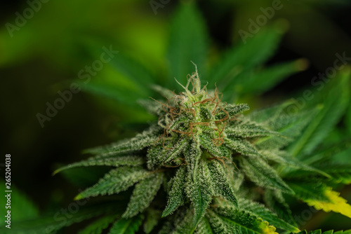 Afghan kush special variety of marijuana flower with aged blooms
