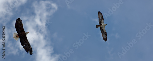 A bald eagle attempts to overtake an osprey to steal a fish near Grandby, Colorado photo