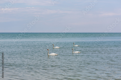 White swans on the sea