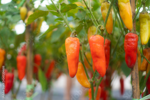 Chili planting in modern gr...