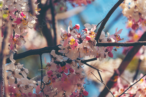 pink cassia bakeriana flowe...