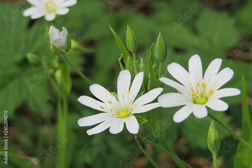 Beautiful white stellaria flowers in the garden in spring  closeup
