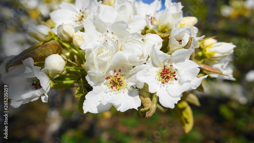 Delicate and beautiful white apple flowers in the morning sun close up. Apple blossom. Spring background.