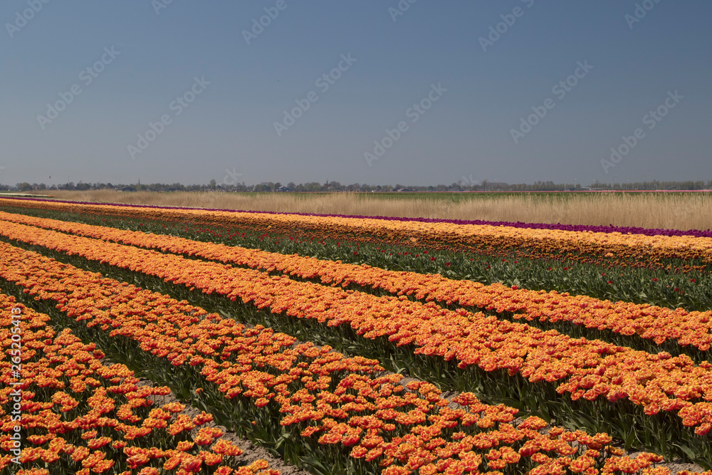 Field with orange tulips with their flowers pointing to the sky