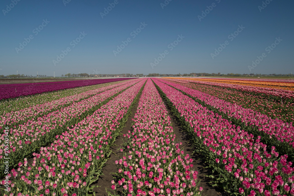 Typical Dutch landscape with contrasting colored rows of tulips up to the horizon in a spring landscape on a sunny day with a clear blue sky