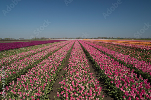 Typical Dutch landscape with contrasting colored rows of tulips up to the horizon in a spring landscape on a sunny day with a clear blue sky