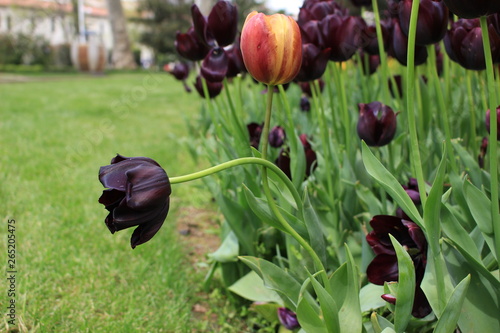 Burgundy  Tulip photo