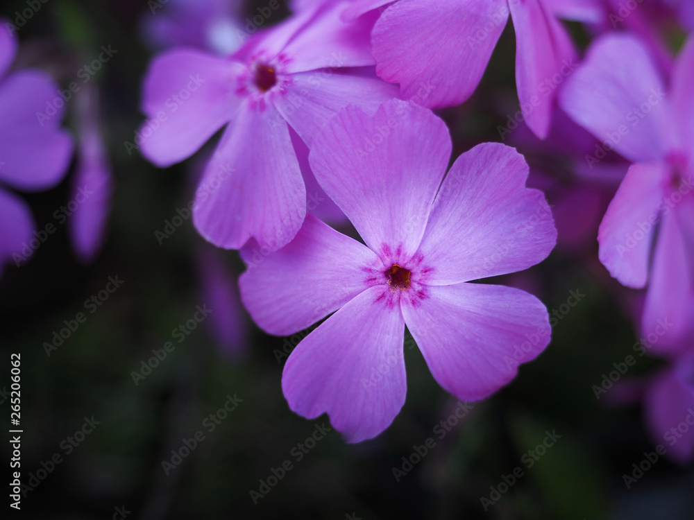 Small pink flowers, moss phlox. Overhead shot. Small pink flowers, moss phlox. Overhead shot.