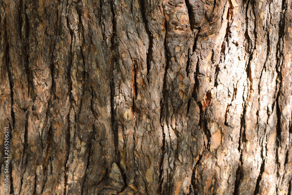Interesting Natural Texture of Dark Wood Bark with Bright Sunbeam. Background with Copy Space. Interesting Natural Texture of Dark Wood Bark with Bright Sunbeam. Background with Copy Space.