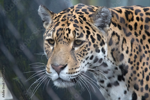 Headshot of a jaguar with beautiful white whiskers and beautiful 