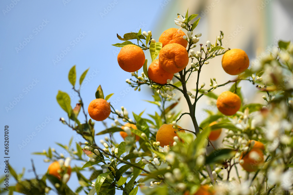 Ripe orange tangerines on a branch
