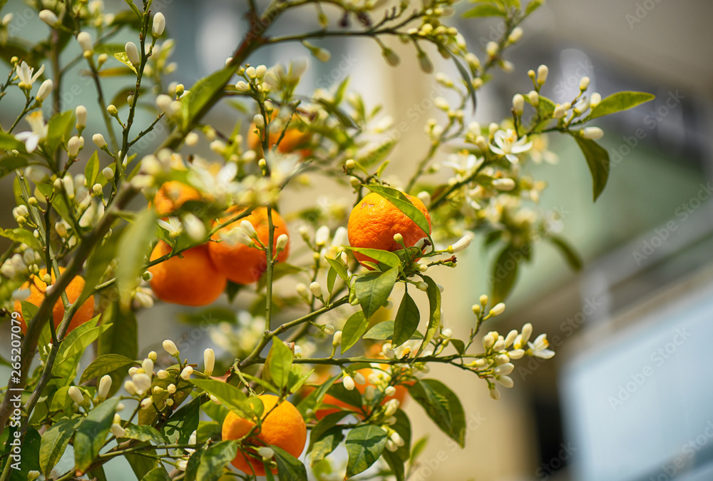 Ripe orange tangerines on a branch