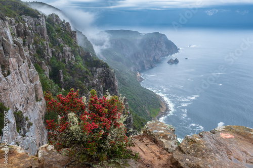Cape Raoul, in mist and dramatic clouds and with bush with red berries in foreground,  Tasmania Australia photo