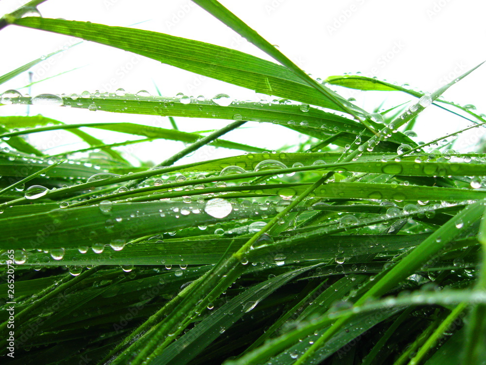 Fototapeta premium krople deszczu na trawie