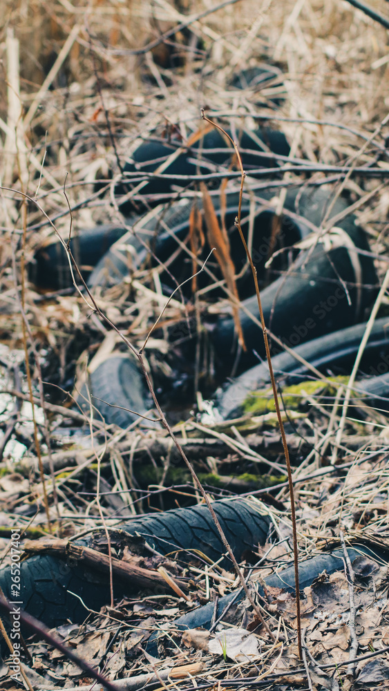 Obraz premium Tires in the forest
