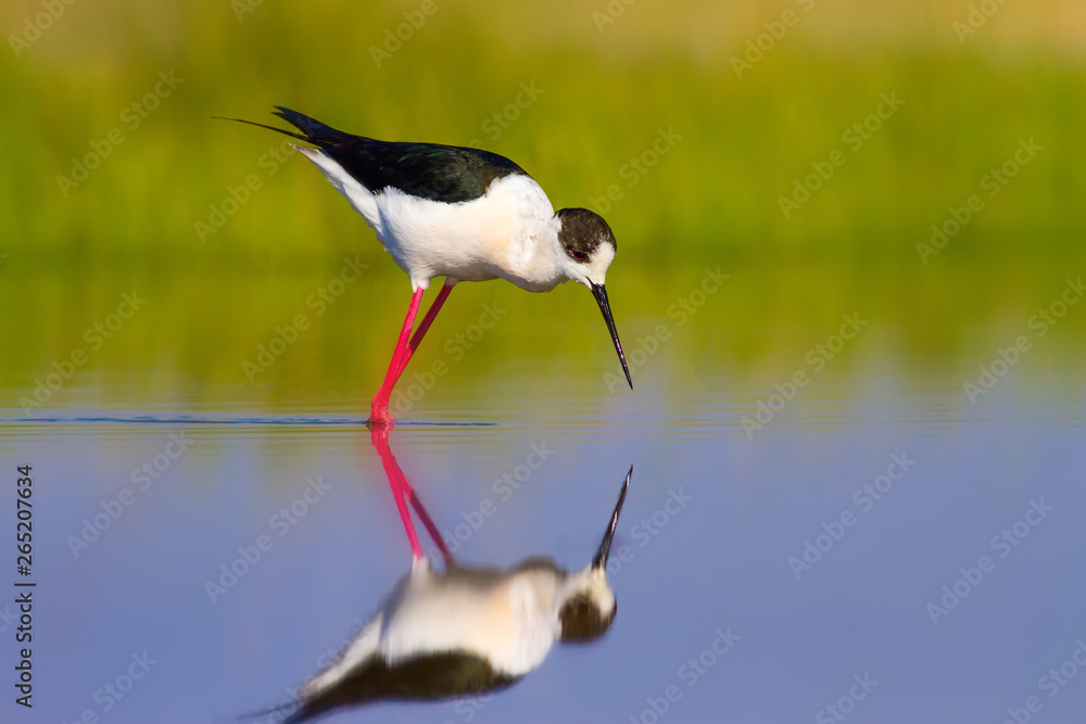 Cute bird and nature. Colorful nature background. Bird: Black winged Stilt Cute bird and nature. Colorful nature background. Bird: Black winged Stilt