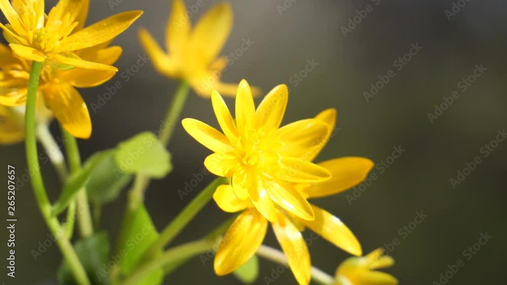 Yellow wildflowers develop in the wind with raindrops Yellow wildflowers develop in the wind with raindrops