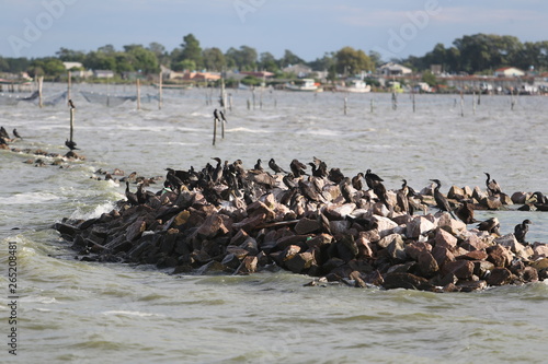 pelicans on beach © Marcio