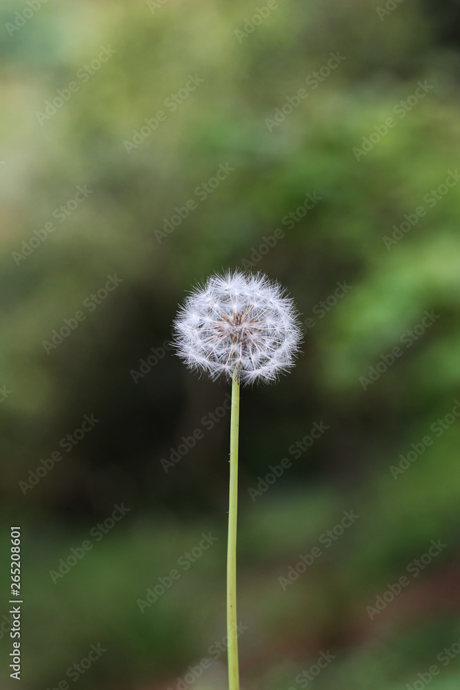 Spring Dandelion Spring Dandelion