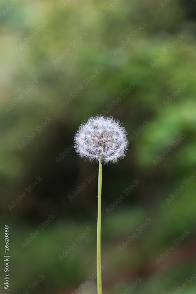 Spring Dandelion