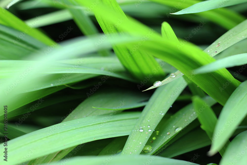 Agapanthus leaves close-up in late Spring Agapanthus leaves close-up in late Spring