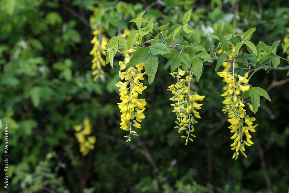 Beautiful spring yellow acacia tree, branch blossoms against blurred background Beautiful spring yellow acacia tree, branch blossoms against blurred background