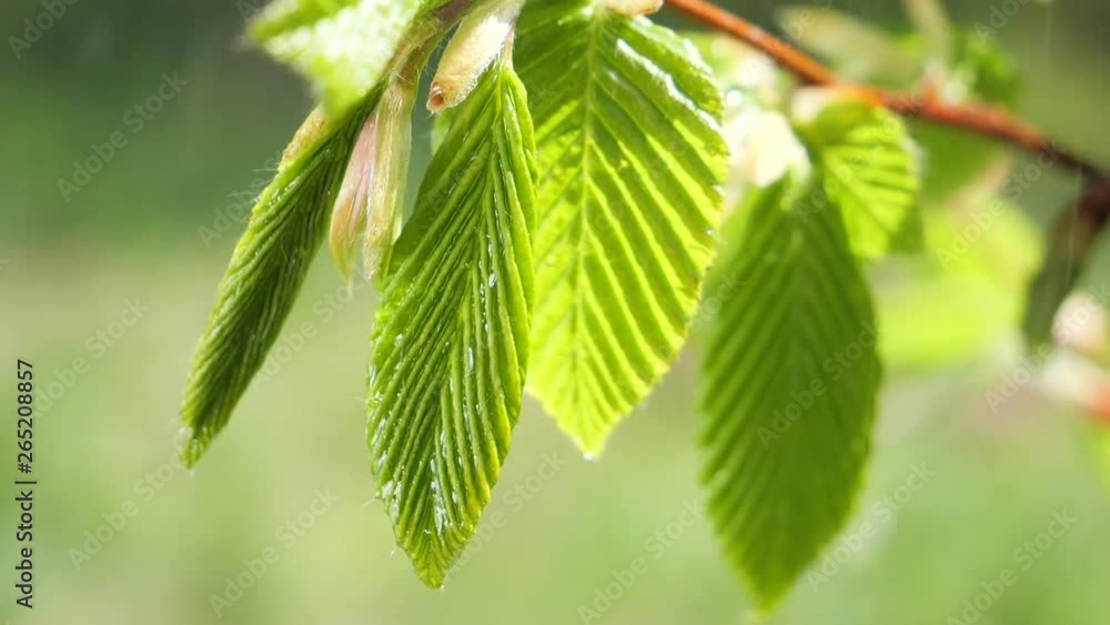 Green leaf with raindrops in the summer in nature develops in the wind Green leaf with raindrops in the summer in nature develops in the wind