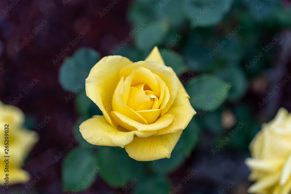 Rosa gialla Rosa gialla