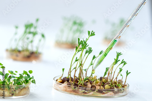 Lab assistant adding pesticides to sprouted grains to accelerate development.Genetically modified plant tested in petri dish. photo