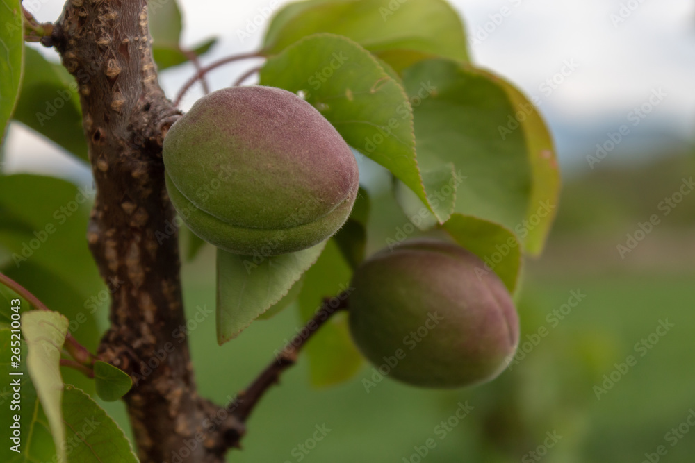 Fototapeta premium Apricot Branch With Closeup Small Fruits