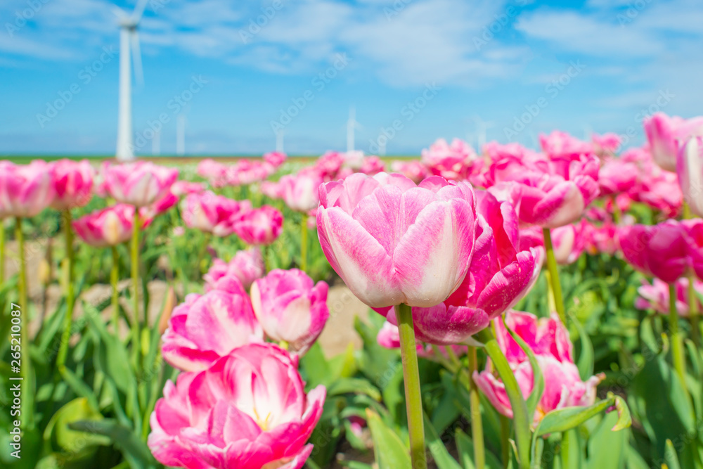 Field with flowers along wind turbines below a blue sky in sunlight in spring Field with flowers along wind turbines below a blue sky in sunlight in spring