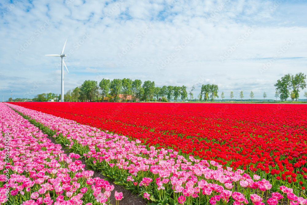 Field with flowers along wind turbines below a blue sky in sunlight in spring