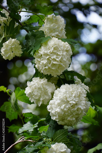 Chinese Snowball Viburnum Blossoms in Full Bloom