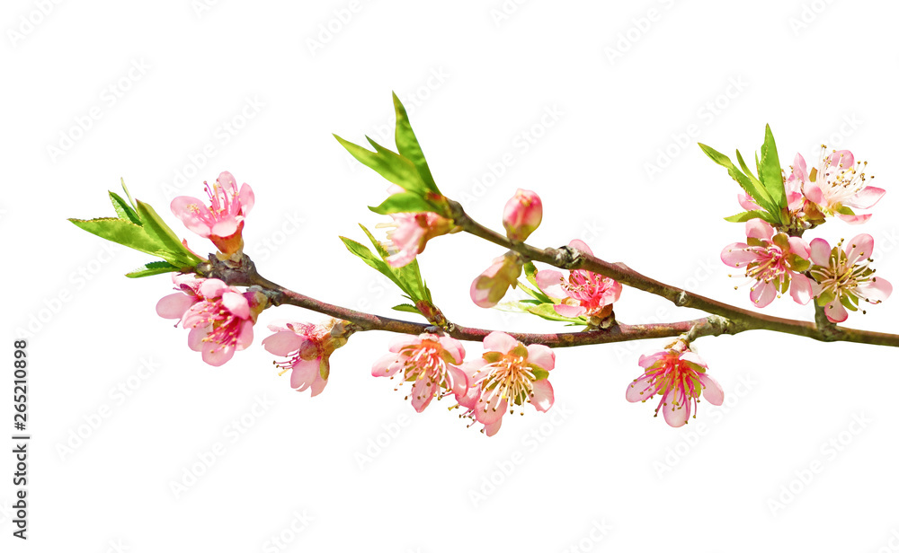 Pink flowers on sakura branch isolated on white background. Decorative floral design element Pink flowers on sakura branch isolated on white background. Decorative floral design element