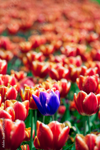 Tulip flowers © Vojkan M