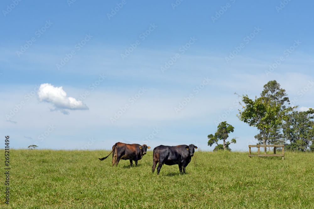 Cow on pasture and cloud isolated on sky