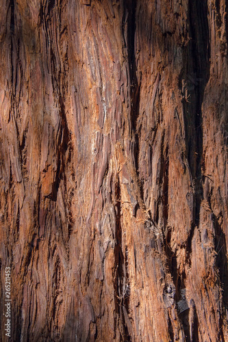 Natural background, detail of a giant sequoia trunk