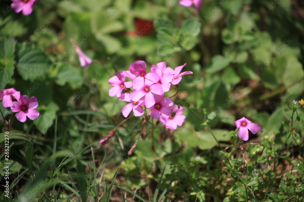 pink flowers in the garden