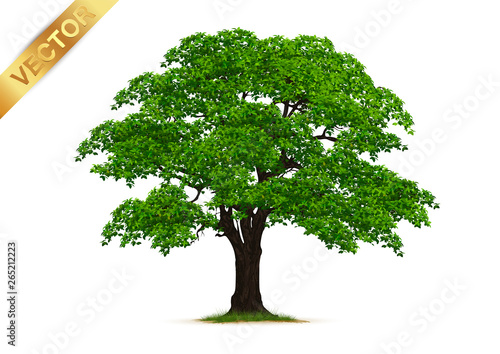 trees isolated on white background.