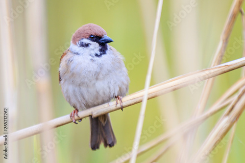 sparrow sitting in the reeds