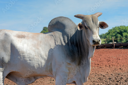 Closeup of zebu bull of the Nelore breed photo