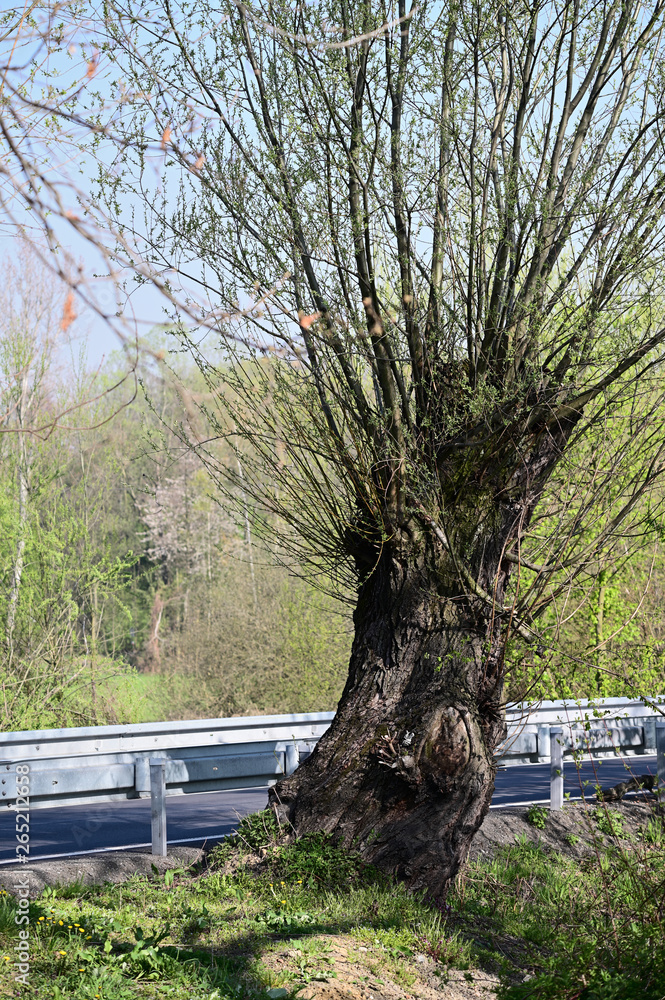 Old willow growing beside a path with metal lines. Old willow growing beside a path with metal lines.