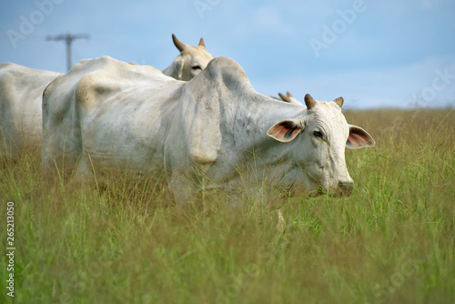 Cattle of the Nelore breed, in the pasture of high grass photo