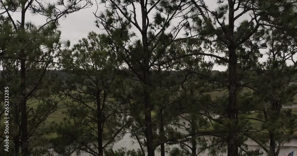 Opening shot, aerial rise above pine trees to overlook coastal marsh and intracoastal Savannah, Georgia waterway Opening shot, aerial rise above pine trees to overlook coastal marsh and intracoastal Savannah, Georgia waterway