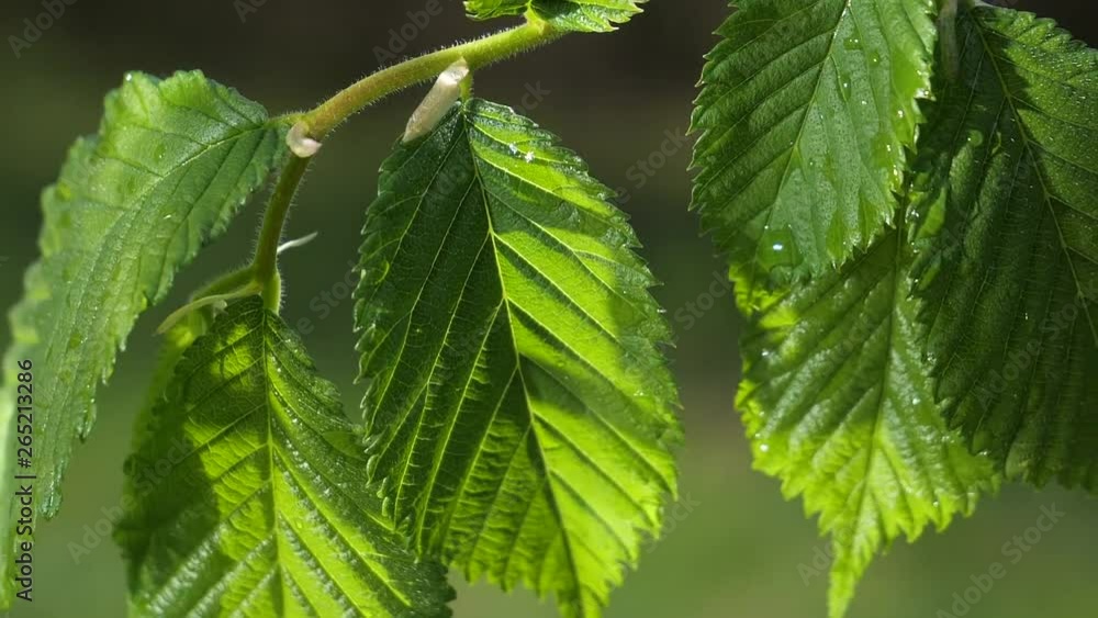 Green leaf with raindrops in the summer in nature develops in the wind Green leaf with raindrops in the summer in nature develops in the wind
