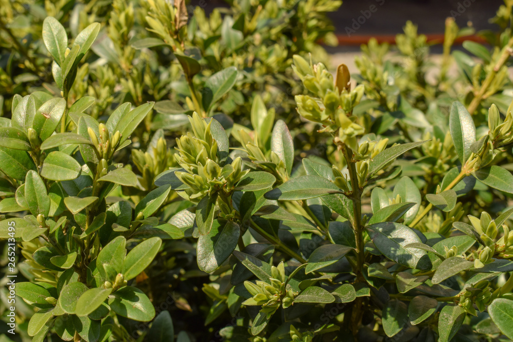 Green foliage of boxwood as texture for design. Green foliage of boxwood as texture for design.