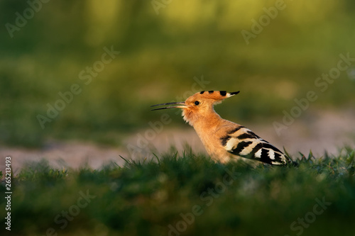 Eurasian Hoopoe - Upupa epops walking and feeding on the grass next to the field road © phototrip.cz