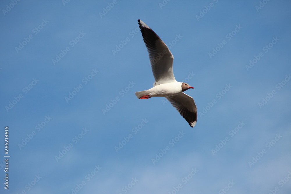 Fototapeta premium seagull in flight